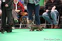 Crufts2011_2 1064